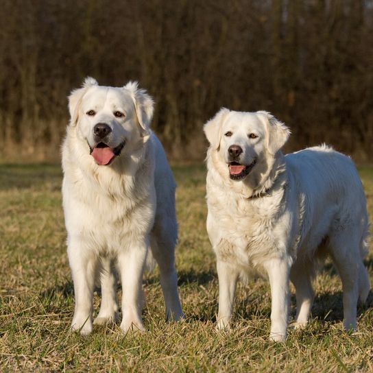 Zwei posierende weiße Hunde