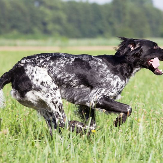 Großer Münsterlander Hund läuft