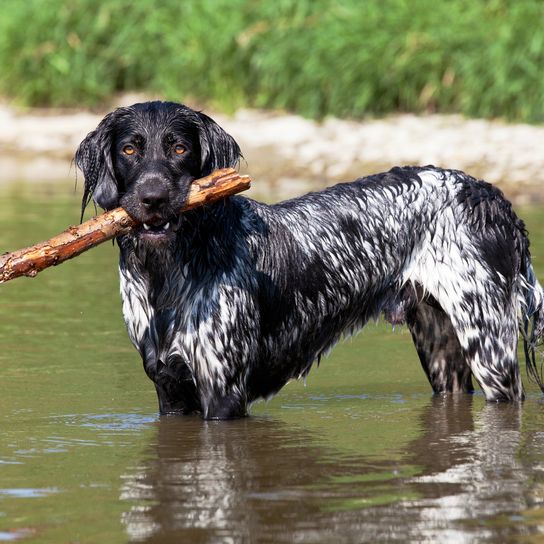 Porträt eines schönen großen Münsterländers am Wasser