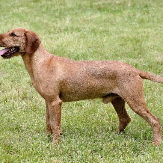 Typisch korsischhaariger Steirischer Windhund im Garten.