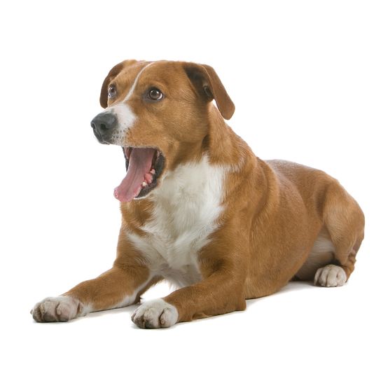 Liegender Österreichischer Pinscher Hund isoliert auf weißem Hintergrund