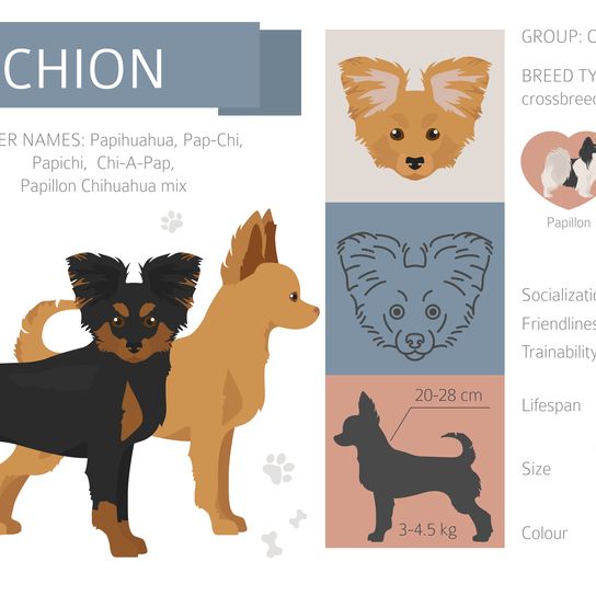 Designer-, Mischlings- und Hybridhunde, isoliert auf weiß. Clipart-Set im flachen Stil. Vektor-Illustration