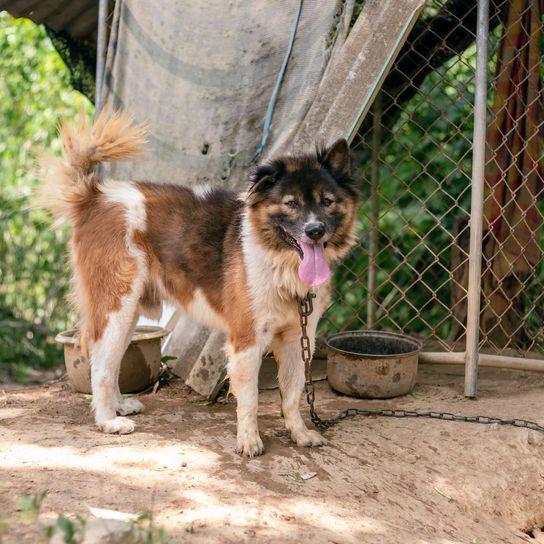 Thailändischer Hund Bangkaew im Haus eingesperrt