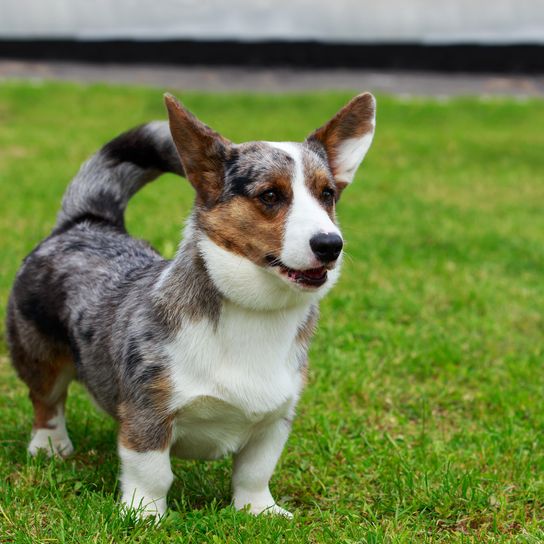 Hunderasse Welsh Corgi Cardigan Junger Welpe der Rasse Welsh Corgi Cardigan im Freien
