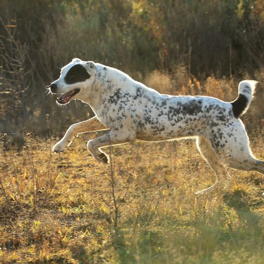 Seitenansicht auf einen laufenden und lächelnden Zentralasiatischen Hirtenhund. Alabai läuft auf einem Herbstfeld.