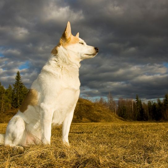 Hund sitzt und entspannt in der Sonne