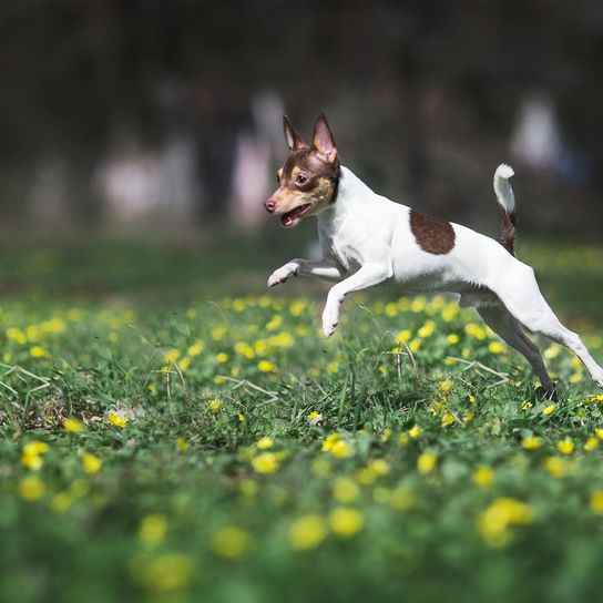 toy fox terrier hund Toy Foxterrier Hund