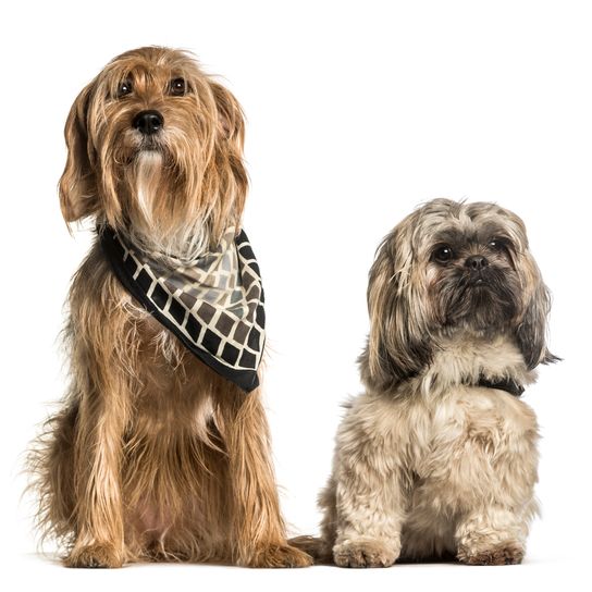 Barak oder Bosnischer Rauhaardackel und Shi tzu sitzen gegen Barak oder Bosnian Broken-haired Hound und Shi tzu sitzen vor weißem Hintergrund