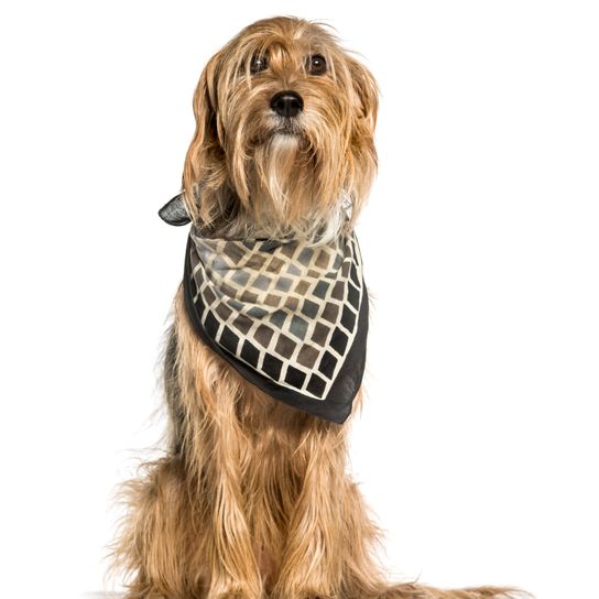 Barak oder Bosnian Broken-haired Hound sitzt auf einem weißen Rücken Barak oder bosnischer Rauhaardackel sitzend vor weißem Hintergrund