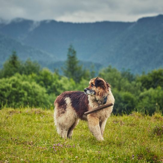 Rumänischer Hirtenhund auf grünem Feld