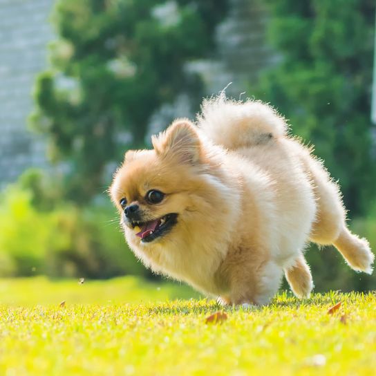 Niedliche Welpen Pomeranian Mischling Pekingese Hund laufen auf dem Gras mit Glück.