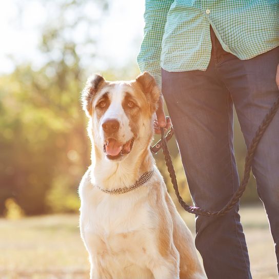 Mann und zentralasiatischer Schäferhund gehen im Park spazieren. Er hält den Hund an der Leine.