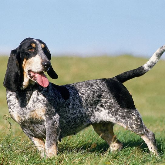 GASCONY BLUE BASSET ODER BASSET BLEU DE GASCOGNE, ERWACHSEN, STEHEND IM GRAS