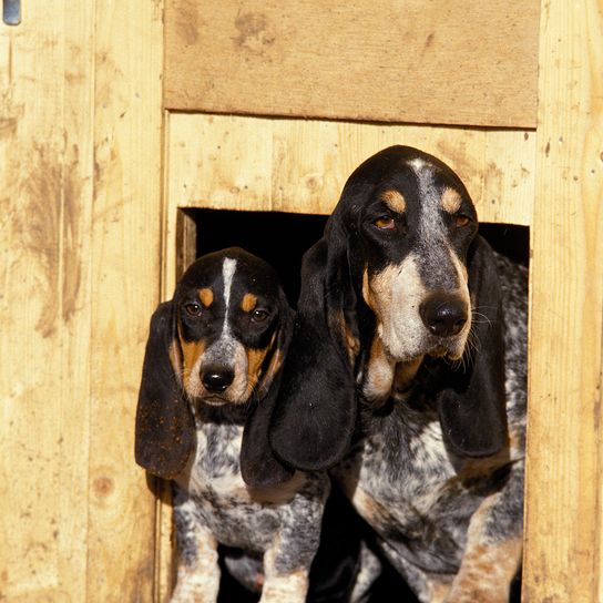 GASCONY BLUE BASSET ODER BASSET BLEU DE GASCOGNE, WEIBCHEN MIT WELPE VOR DEM ZWINGEREINGANG STEHEND