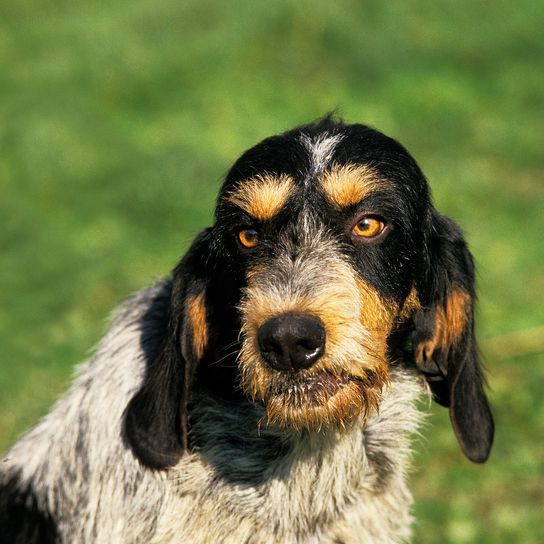 BLAUER GASCOGNER HUND, PORTRÄT EINES ERWACHSENEN