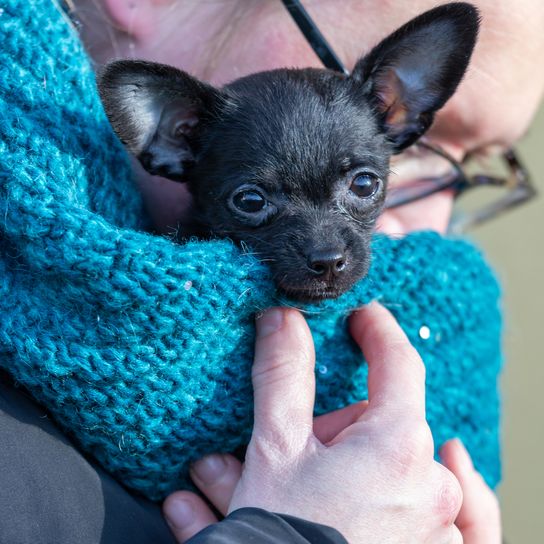 Einen Welpen, ChiPoo, Pudel - Chihuahua-Mix mitnehmen