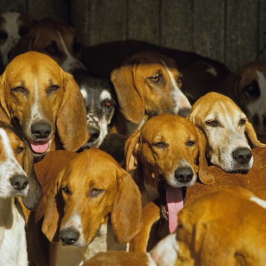 GROSSER ANGLO-FRANZÖSISCHER WEISSER UND ORANGEFARBENER JAGDHUND, RUDEL VON ERWACHSENEN