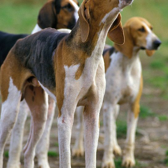 Großer Anglo-Französischer Tricolour-Hund, Erwachsener Kläffer