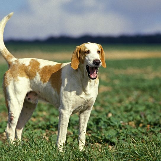 Weißer und orangefarbener Great Anglo French Hound, Rüde