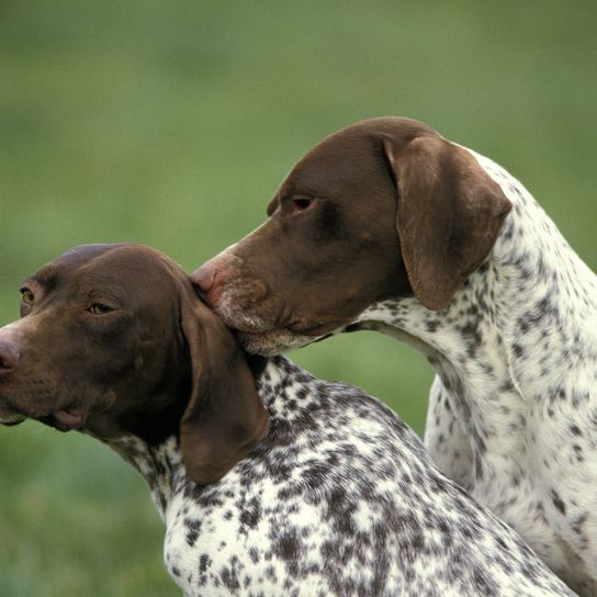 Französischer Vorstehhund Pyrenäen Typ, Erwachsene