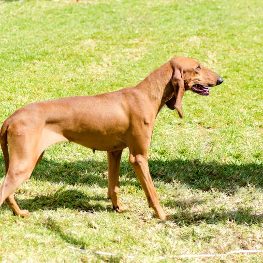 Ein junger, wunderschöner, rehbrauner, glatthaariger Segugio Italiano steht wachsam im Gras. Der Italienische Jagdhund hat einen langen Kopf und lange Ohren und wird als Jagdhund eingesetzt.
