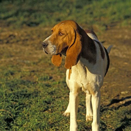 Artois Hound Hund, natürlicher Hintergrund Artois Hound Hund, natürlicher Hintergrund