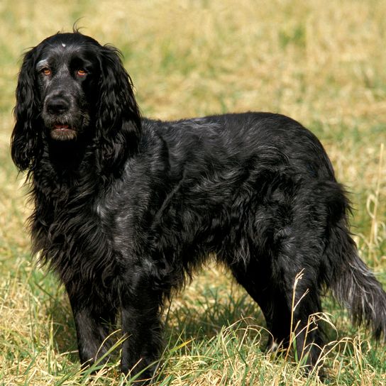 Blauer Picardie Spaniel Hund stehend auf Gras Blauer Picardie Spaniel Hund stehend auf Gras