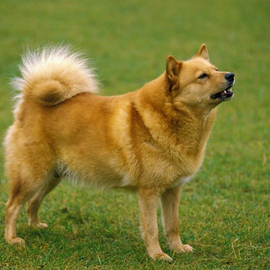 Finnischer Spitz, Hund stehend auf Rasen