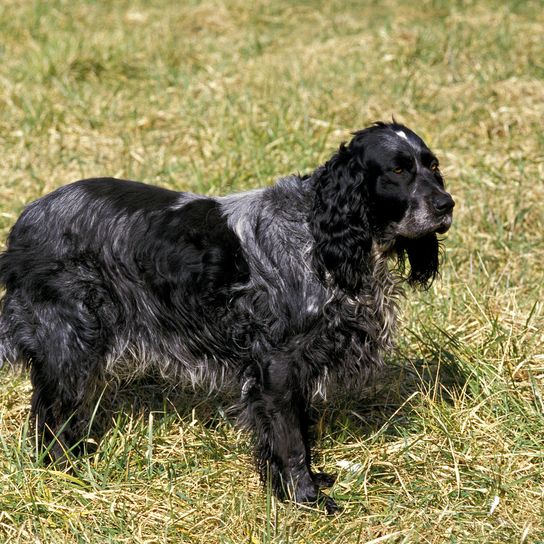 Blauer Picardie Spaniel Hund stehend auf Gras Blauer Picardie Spaniel Hund stehend auf Gras