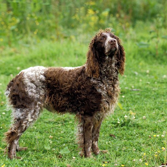 Pont Audemer Spaniel Hund stehend auf Gras