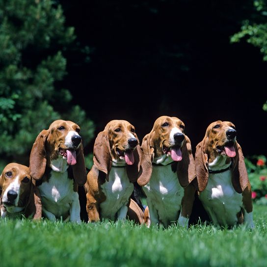 Artesischer Normannischer Basset oder Basset Artesien Normand Hund sitzend auf Gras