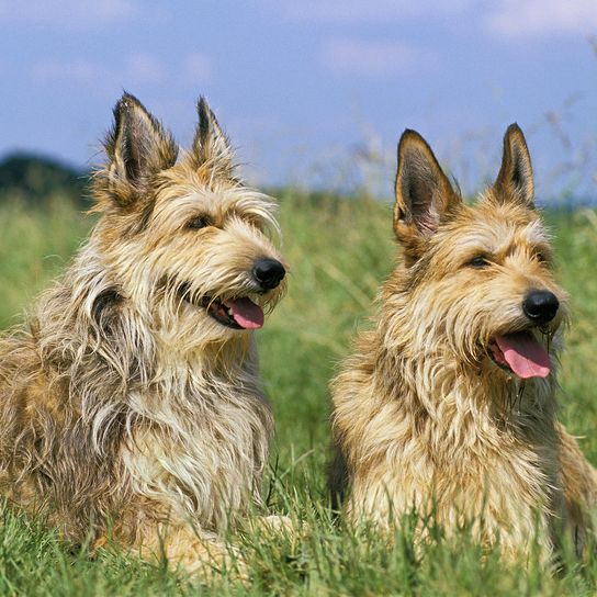 Picardischer Schäferhund liegt auf Gras