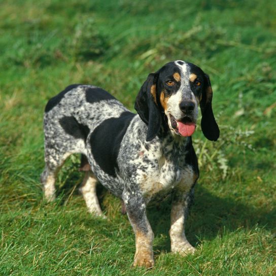 Blauer Basset oder Basset Bleu de Gascogne, Hund auf Gras stehend