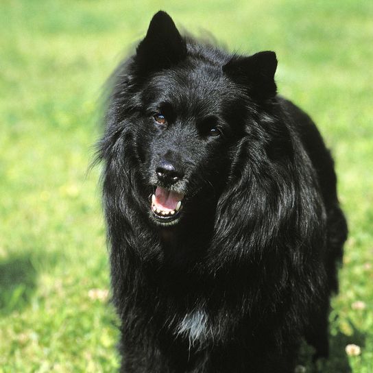 Schwedischer Lapphund, Hund stehend auf Gras