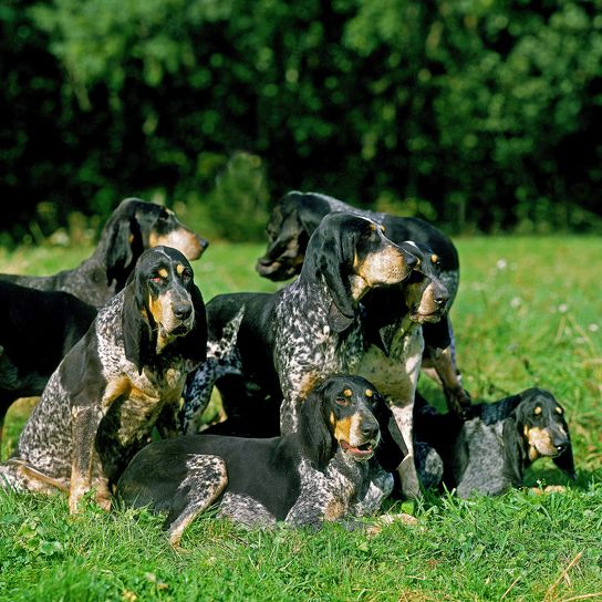 Großer Blauer Gascognerhund