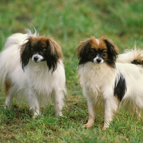 Phalene oder Continental Toy Spaniel Hund