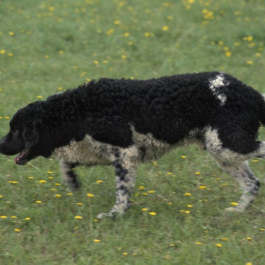 Friesischer Wasserhund stehend auf Gras