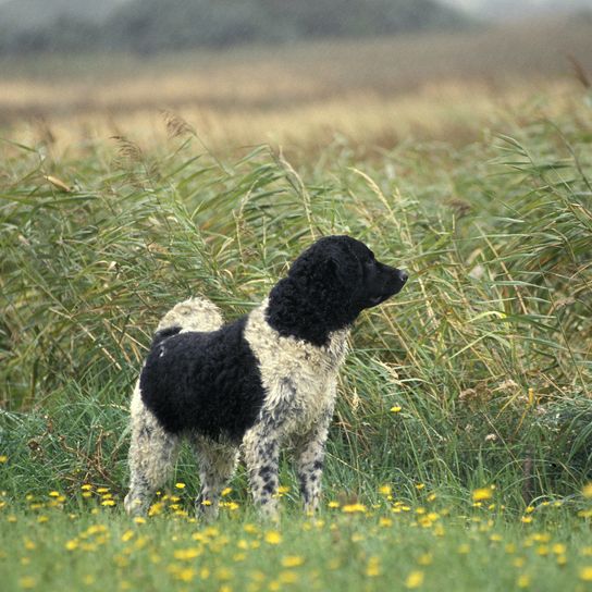 Friesischer Wasserhund in Blumen stehend