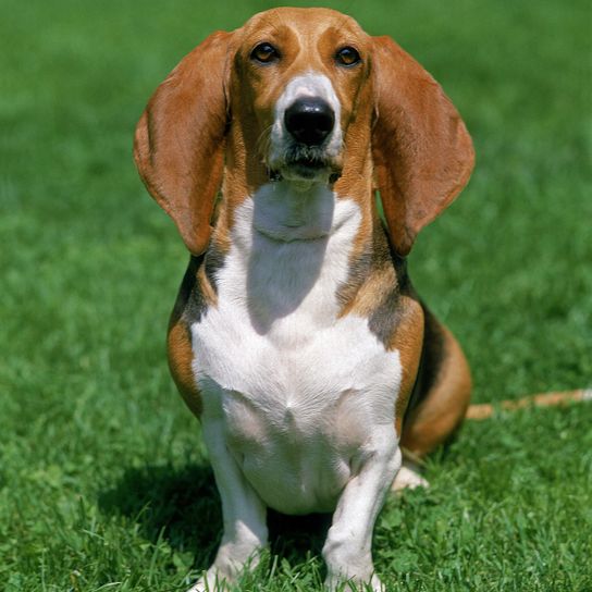 Artesian Norman Basset oder Basset Artesian Normand sitzend auf Gras