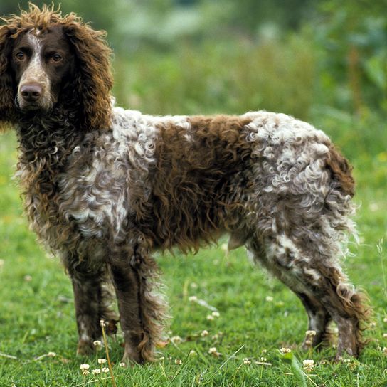 Pont Audemer Spaniel Hund stehend auf Gras