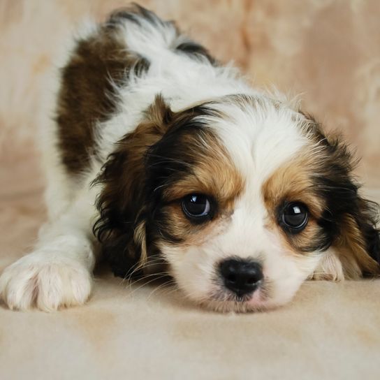 Sehr süßer brauner und weißer Cavachon-Welpe. Cavalier Mischling mit Bichon Frise