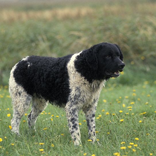 Friesischer Wasserhund stehend auf Gras