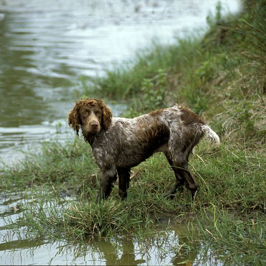 Pont Audemer Spaniel, ein französischer Rassehund