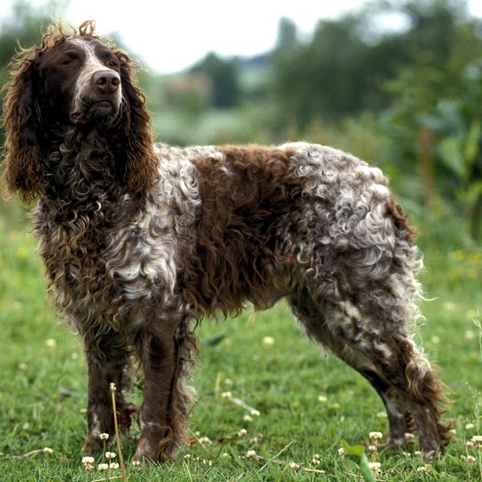 Pont Audemer Spaniel, ein französischer Rassehund