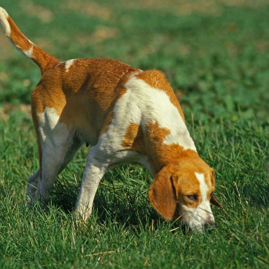 Großer anglo-französischer weißer und oranger Hund, Hund, der Gras riecht