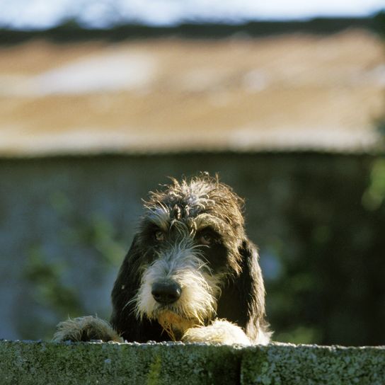 Blauer Gascogne-Griffon-Hund, Bewachung des Hauses