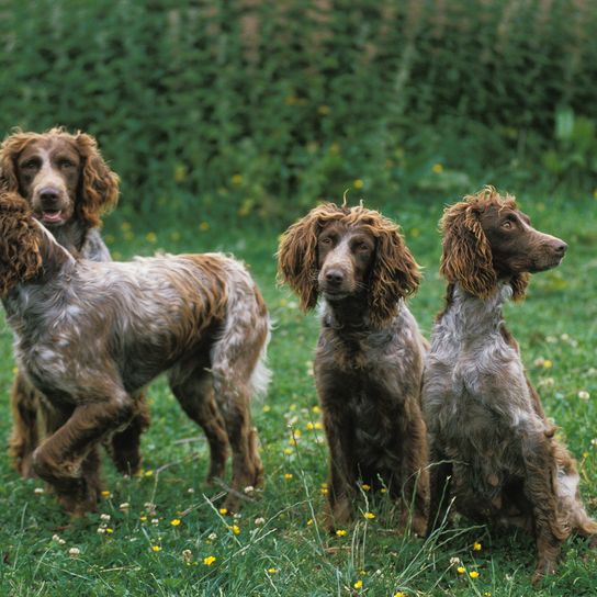 Pont Audemer Spaniel Hund, eine französische Rasse