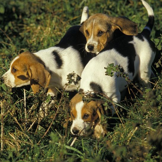 Artois Hound, Welpen, natürlicher Hintergrund Artois Hound, Welpen, natürlicher Hintergrund