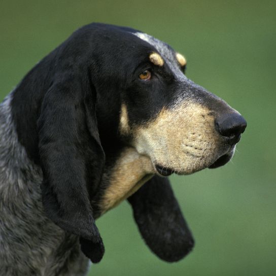 Kleiner blauer Gascognerhund, Porträt eines Hundes