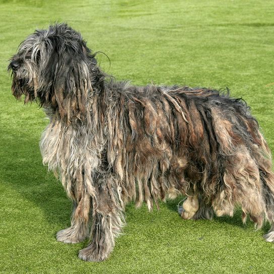 Großer Bergamasker Schäferhund in einem Sommergarten